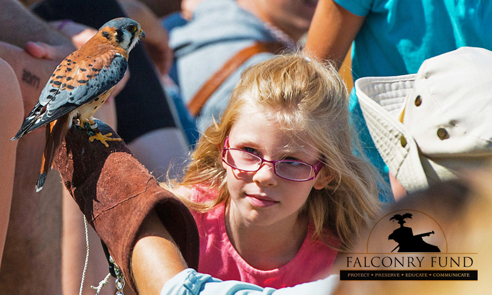 young girl looking at kestrel