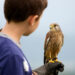 15317557 - youngster holding a hawk