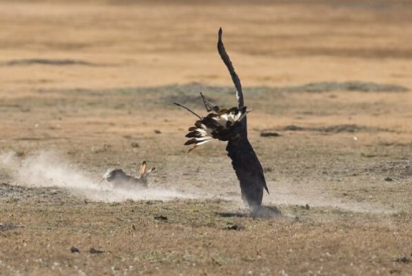 _MG_0737Joe Atkinson's eagle vs rabbit copy 2