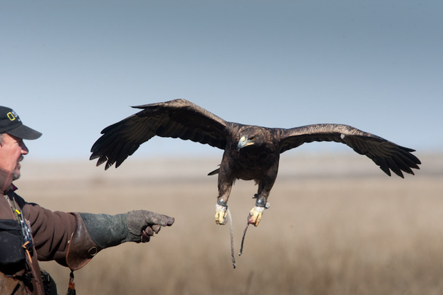 Golden Eagles & Falconry