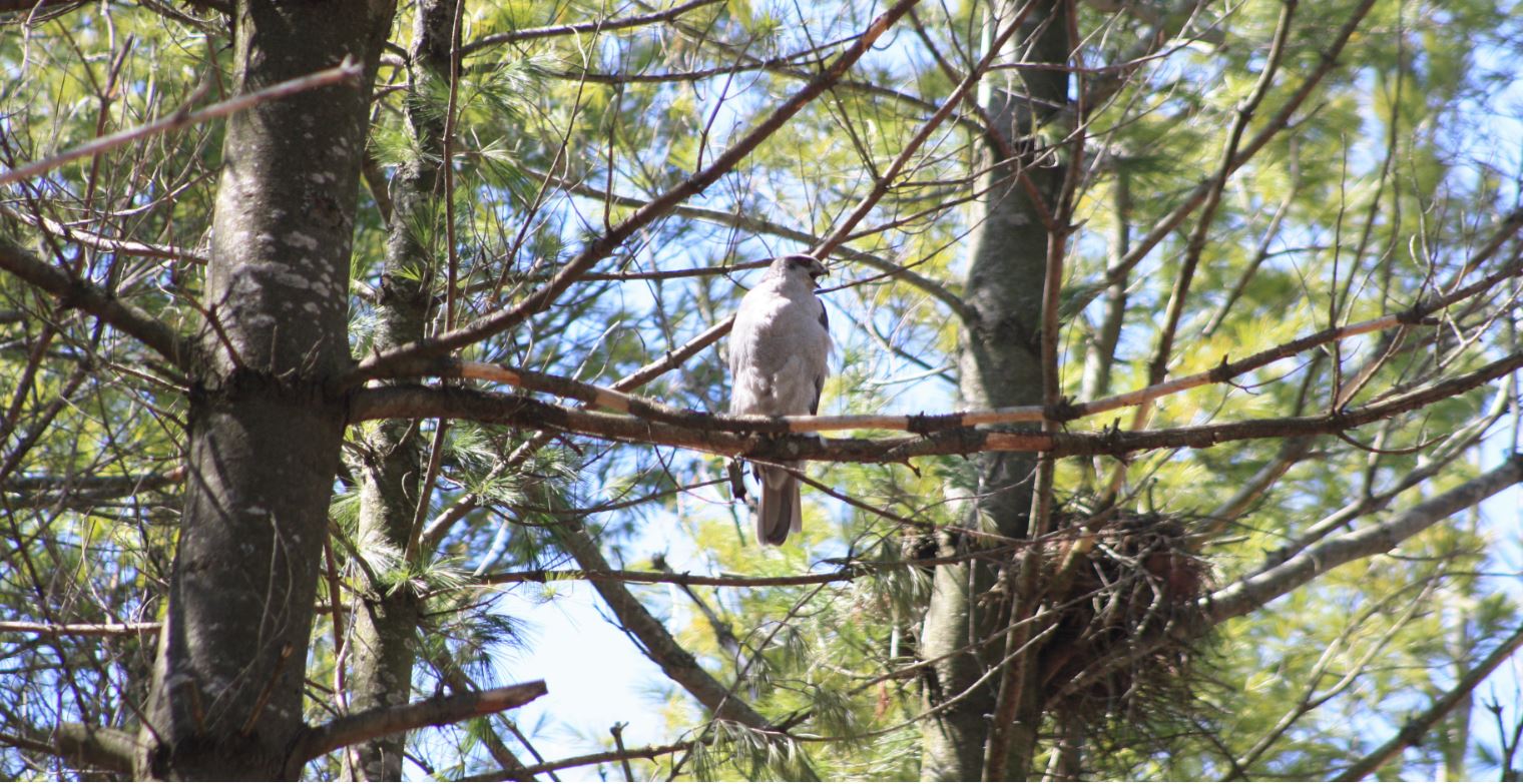 female goshawk at her nest