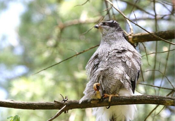 goshawk