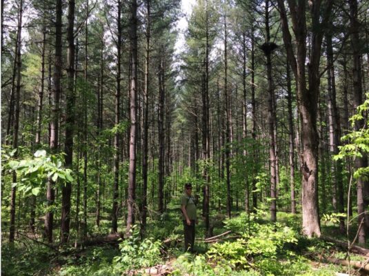 goshawk habitat