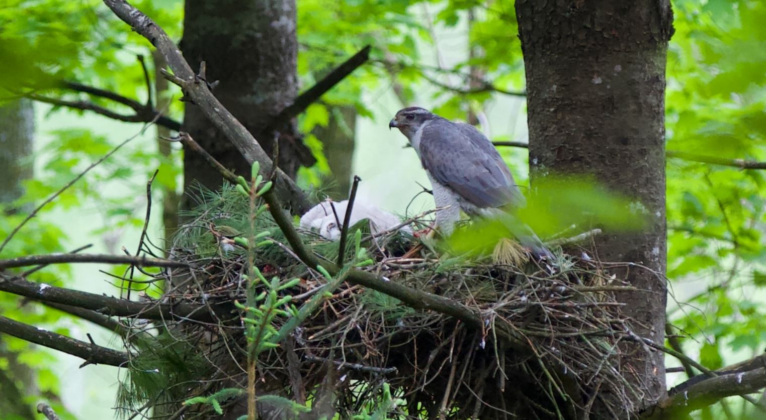 female goshawk