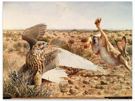 Andrew Ellis - falcon hunting jackrabbit