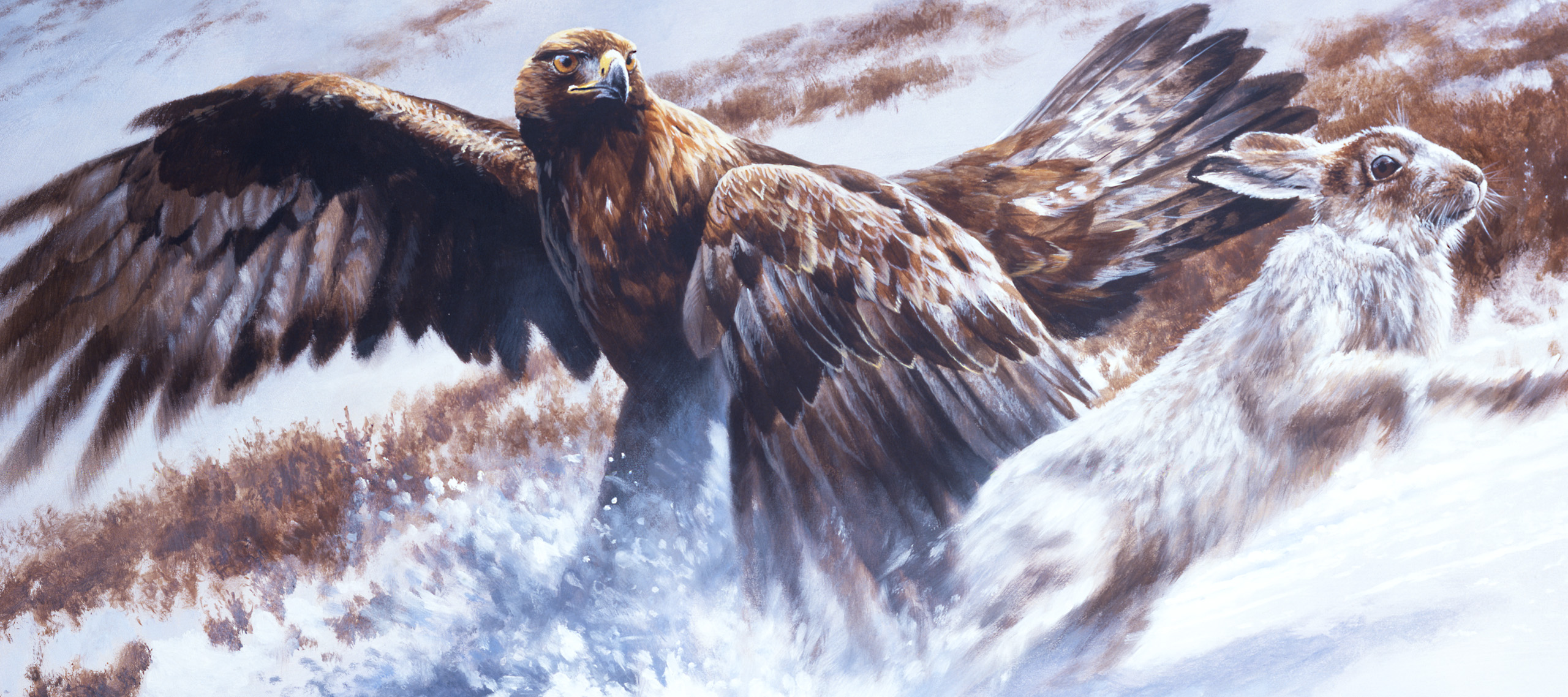 Andrew Ellis golden eagle chasing snowshoe hare painting