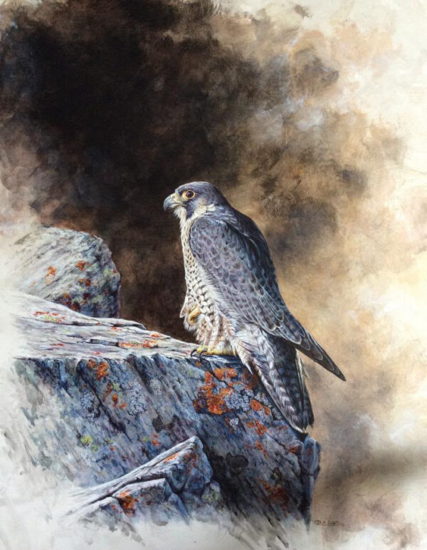 Peregrine falcon on a cliff