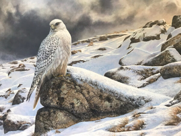 gyr falcon on cliffside