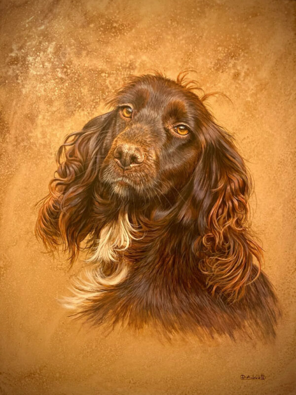 spaniel dog portrait